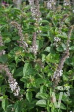 BYLINKY Ocimum basilicum Magic White, P 12–BAZALKA