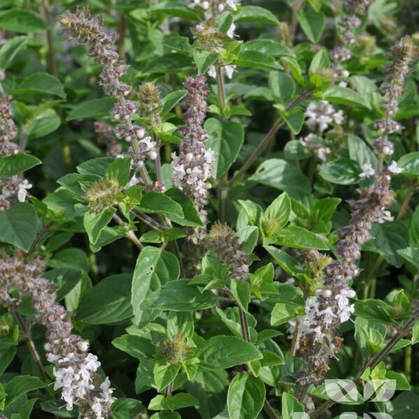 BYLINKY Ocimum basilicum Magic White, P 12–BAZALKA