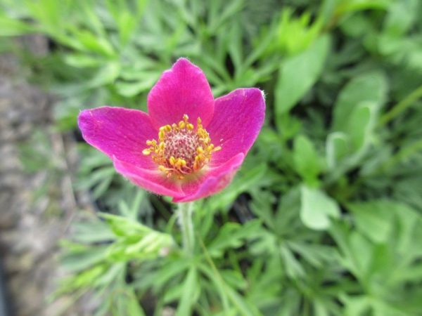 Anemone multifida Annabella Deep Rose' -