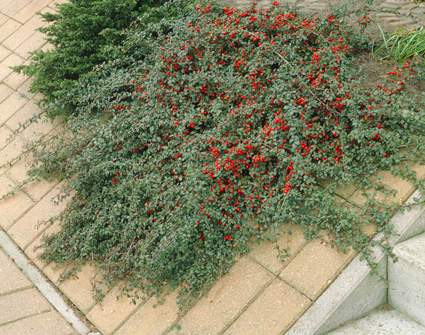 Cotoneaster dammeri 'Miranda' KM80
