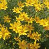 Coreopsis verticilata 'Zagreb' - Kontejner, pr. 11 cm