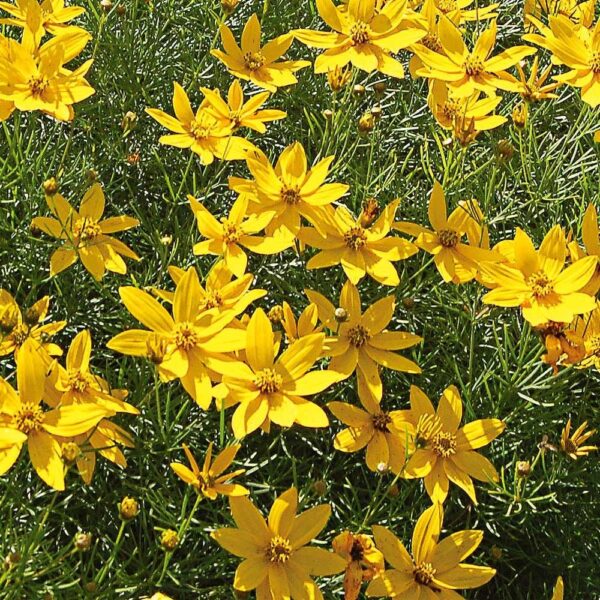 Coreopsis verticilata 'Zagreb' - 25024