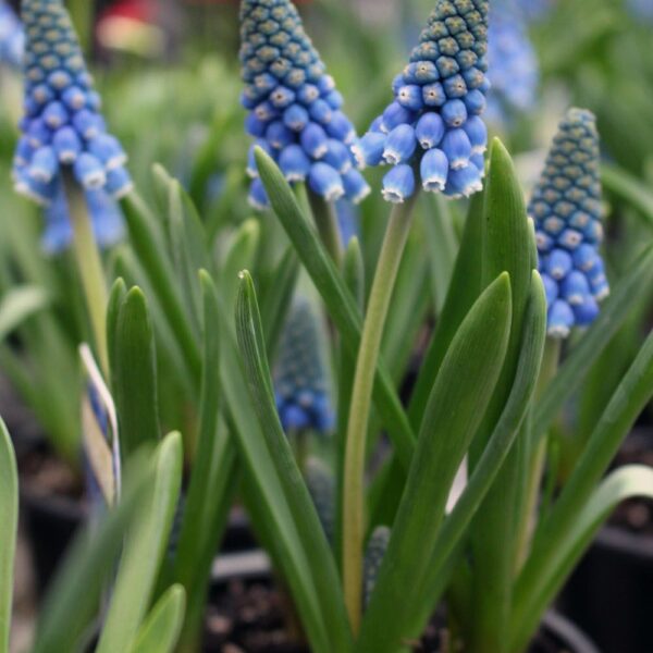 Muscari armeniacum 'Big Smile'