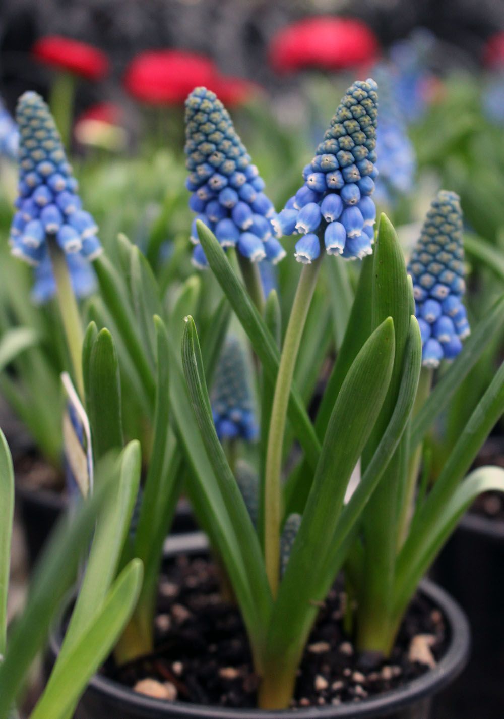 Muscari 'Big Smile' Zahradn?? centrum "Strakovo" s.r.o.