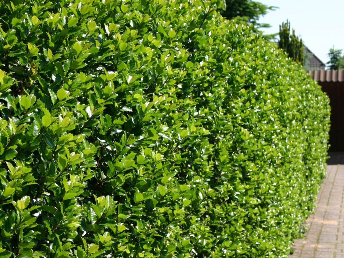Ilex meserveae 'Heckenstar' - Image 1