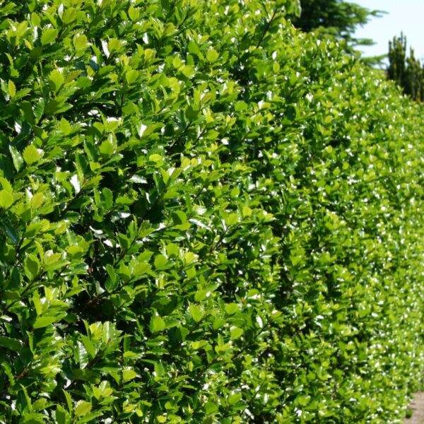Ilex meserveae 'Heckenstar'