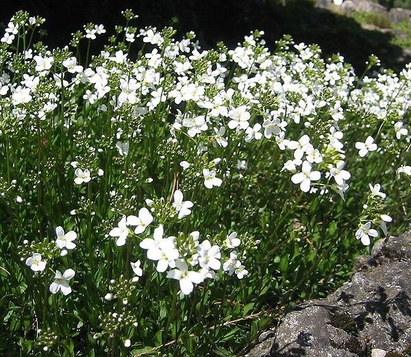 Arabis procurens