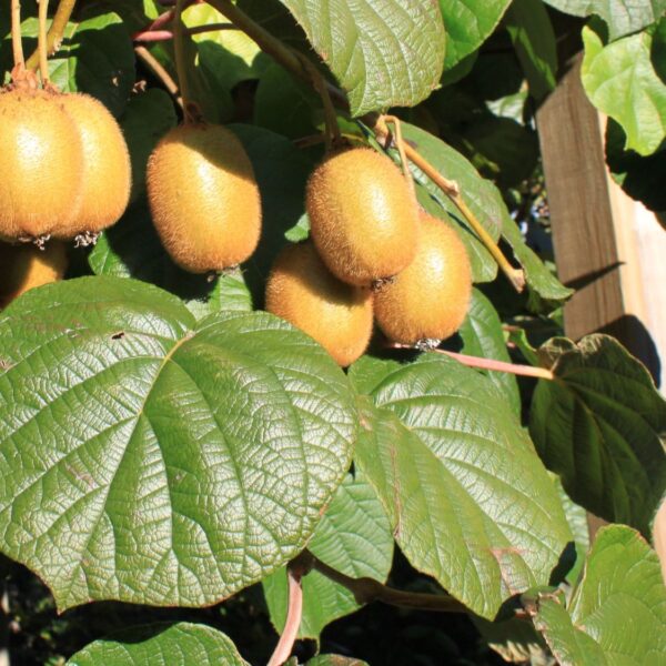Actinidia deliciosa 'Jenny' - samosprašné KIWI