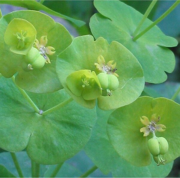 Euphorbia amygdaloides