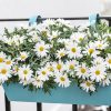 Argyranthemum frutescens - Květináč, pr. 11 cm