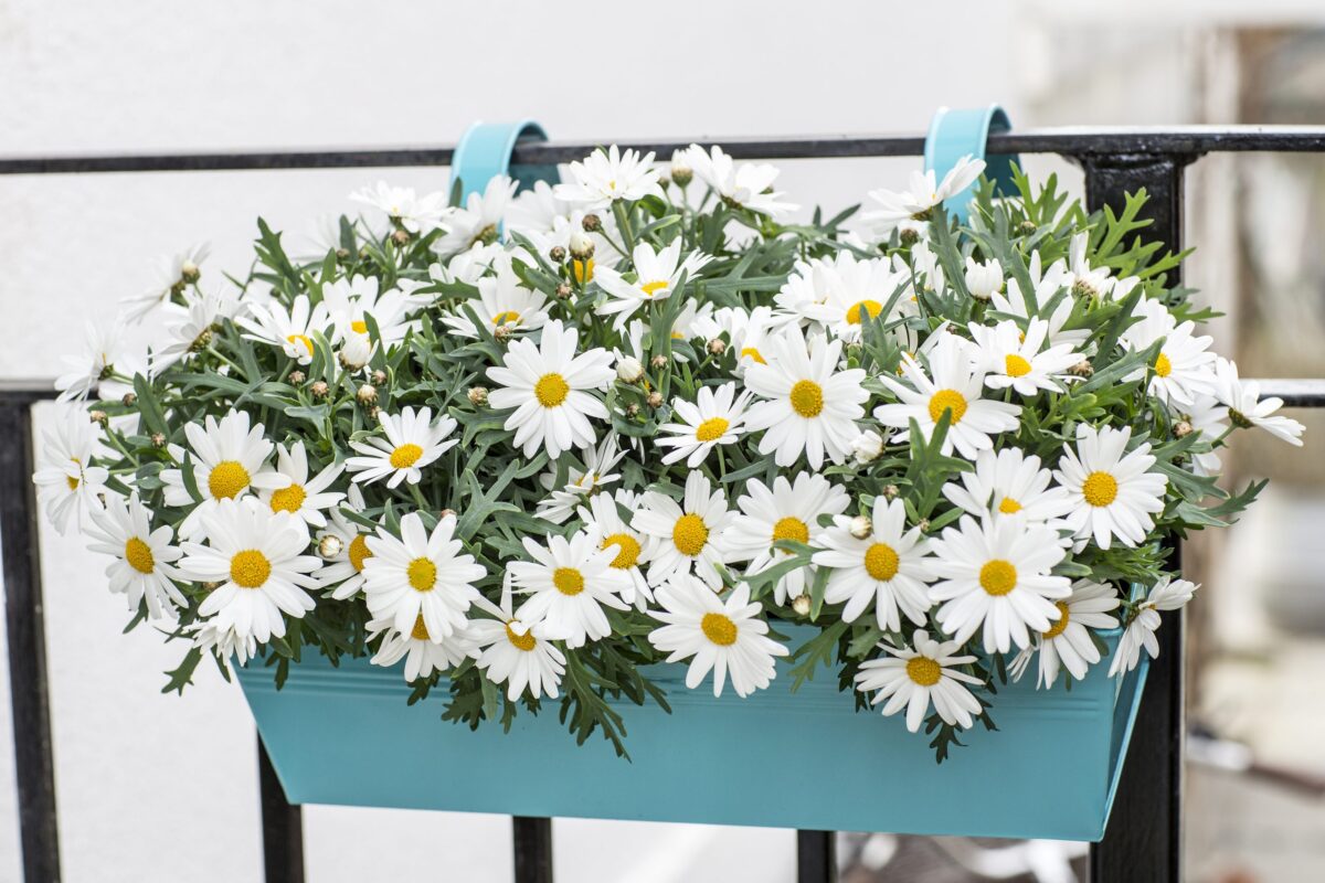 Argyranthemum frutescens - Image 1