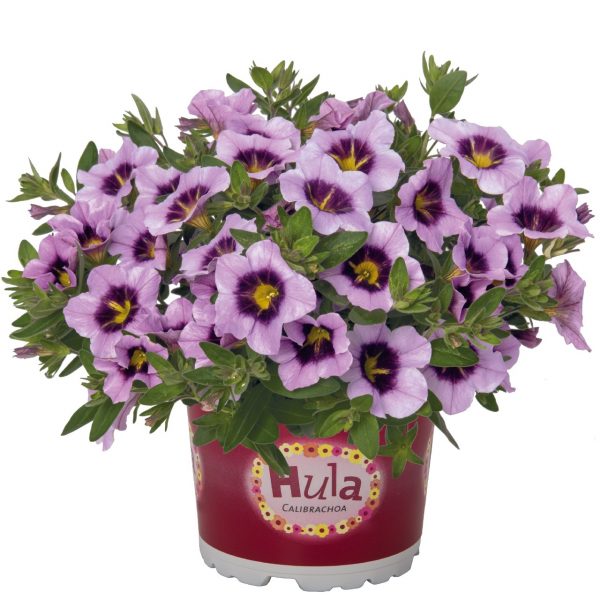 Calibrachoa cultivar Million Bells P12 – Hula – mix - Caibrachoa Hula