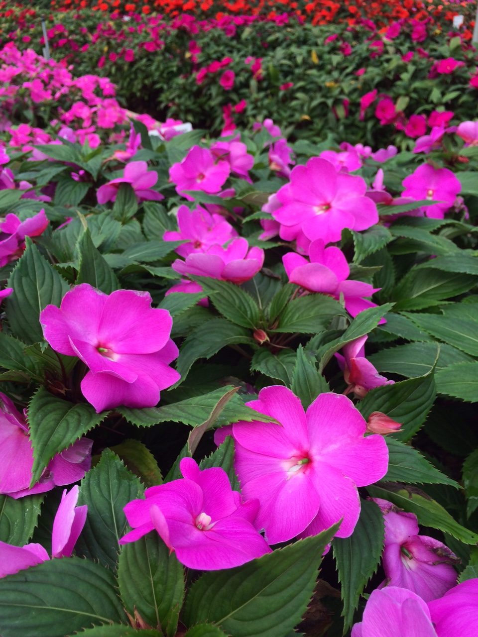 Impatiens 'New Guinea' Zahradní centrum "Strakovo" s.r.o.