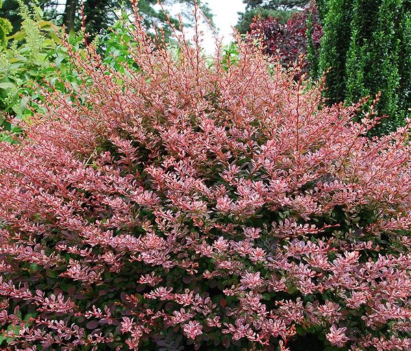 BERBERIS THUNBERGII 20–30 cm