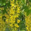 Laburnum watereri 'Vossii' - Kontejner 15 l, v. kmínku 180 cm (2-letá kor.)
