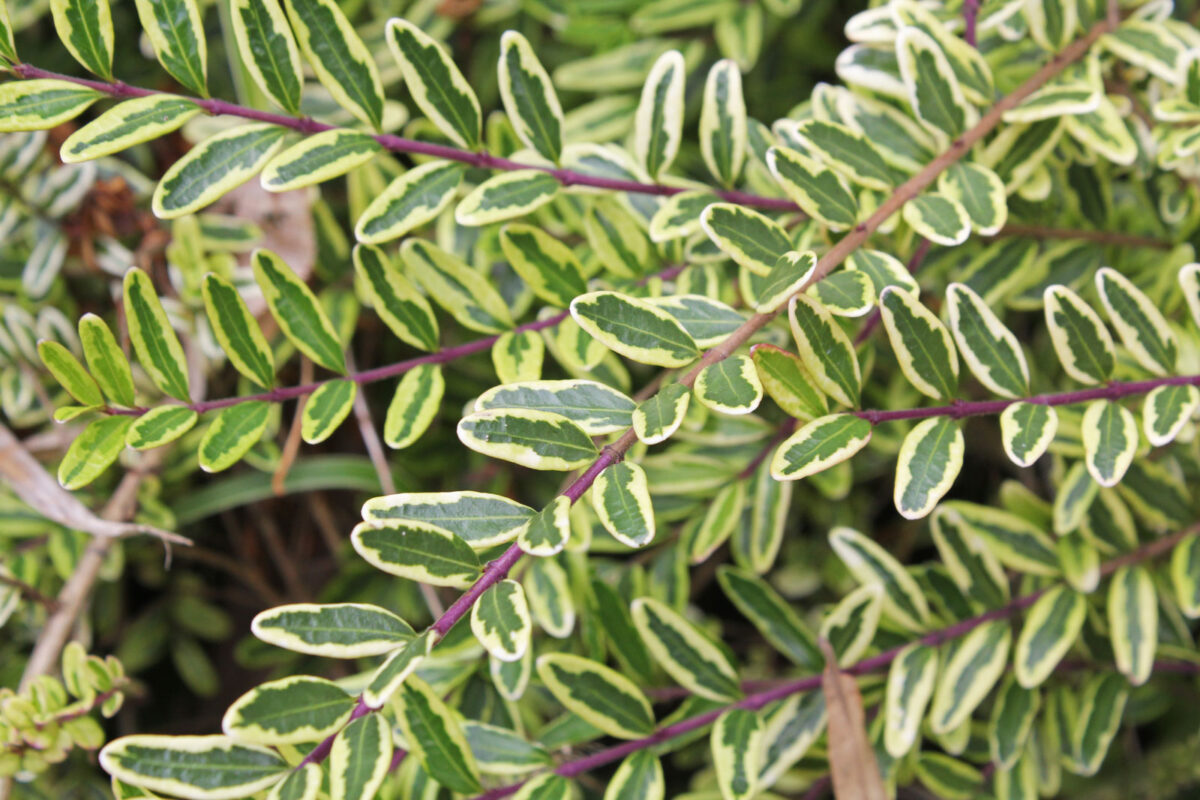 Lonicera nitida 'Lemon 'Beauty' - Image 1