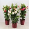 Mandevilla splendens - Bílá