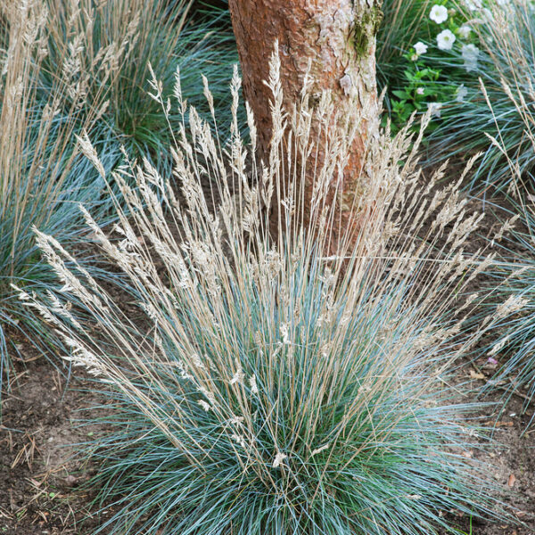 Festuca glauca 'Elijah Blue'