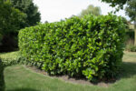 Prunus laurocerasus 'Etna' - Image 2
