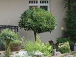 Prunus laurocerasus 'Etna'