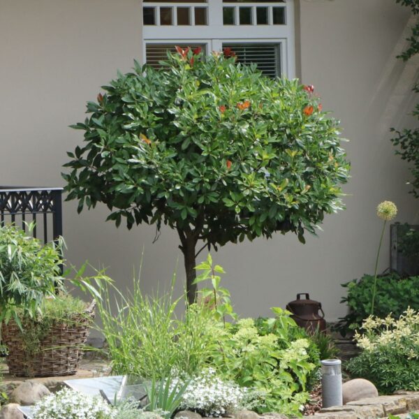 Prunus laurocerasus 'Etna'