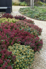 Skimmia japonica 'Rubesta'® - Image 5