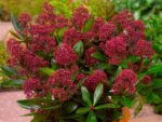 Skimmia japonica 'Rubesta'®