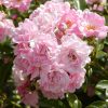 Rosa 'The Fairy'® - C2L-v.20-30 CM