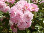Rosa 'The Fairy'®