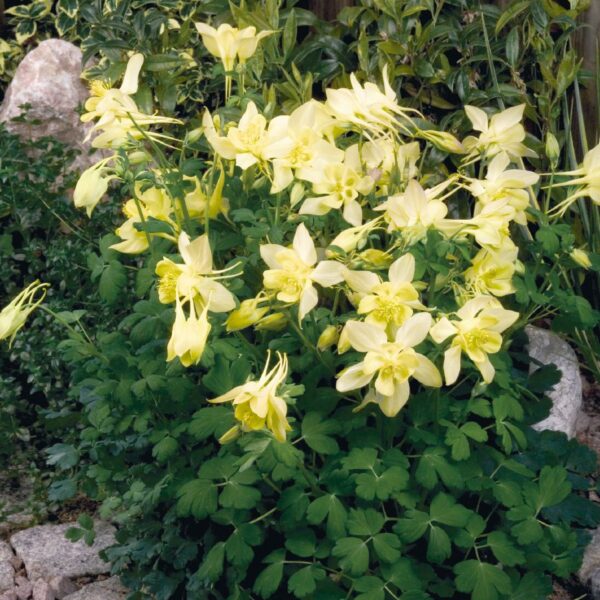 Aquilegia caerulea 'Spring Magic Yellow'