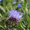 Jasione laevis 'Blaulicht' | 'Blue Light' - P11
