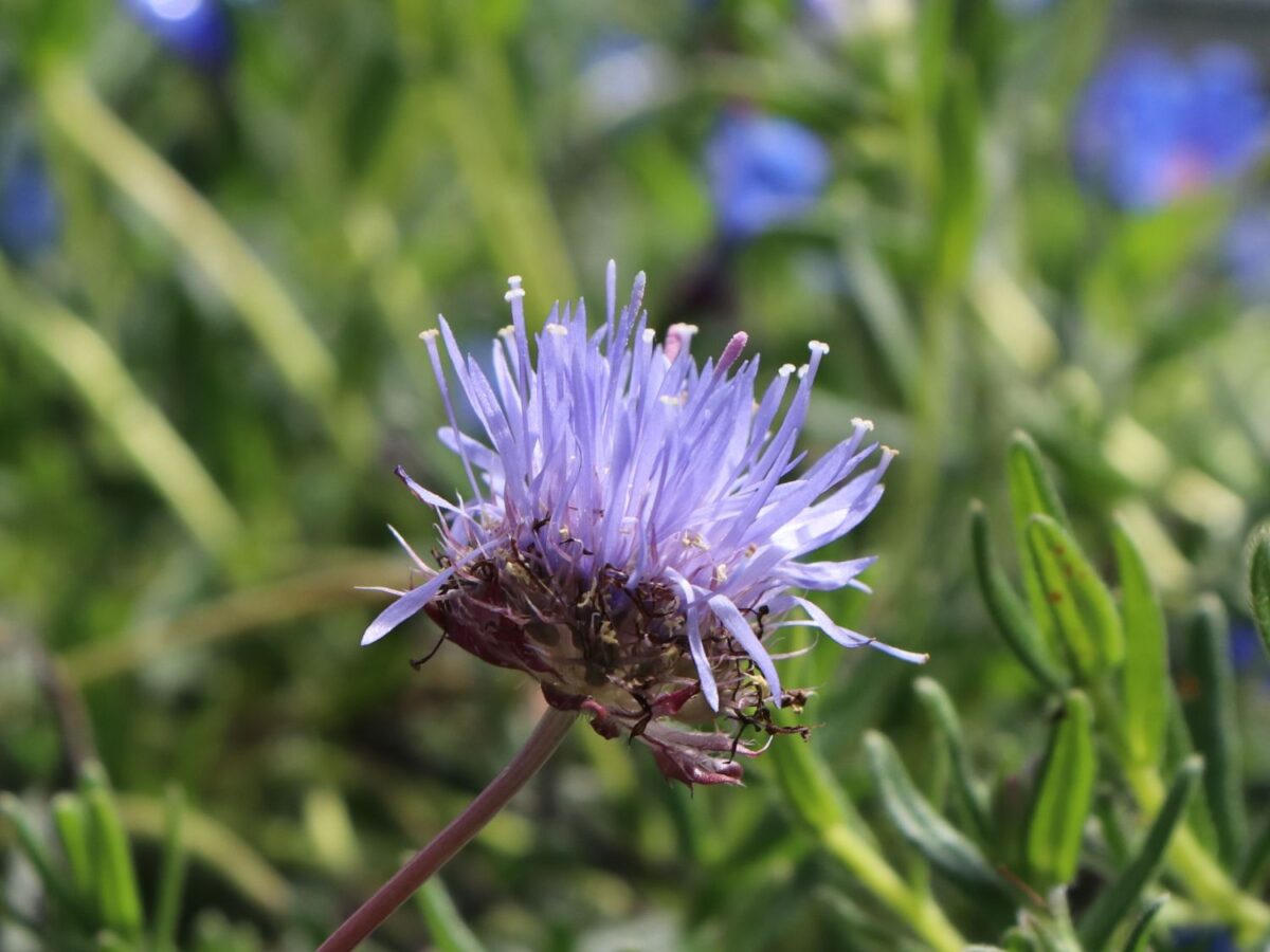Jasione laevis 'Blaulicht' | 'Blue Light' - Image 1