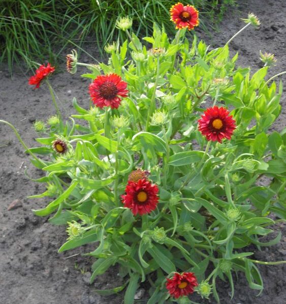 Gaillardia grandiflora 'Burgunder'