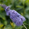 Buddleja davidii 'Summer Kids' - Micki-sv. modrá