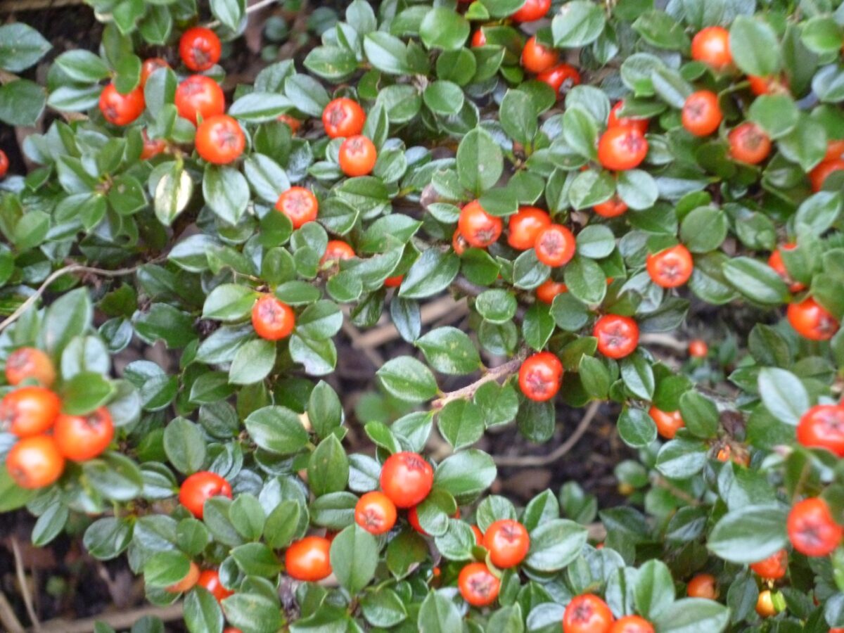 Cotoneaster dammeri 'Major' - Image 1