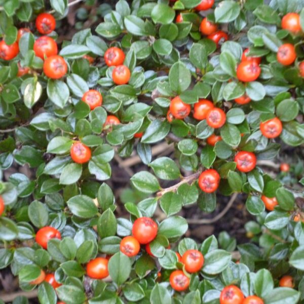 Cotoneaster dammeri 'Major'