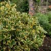 Euonymus japonicus - P12