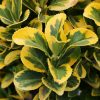 Euonymus japonicus 'Marieke' - P12