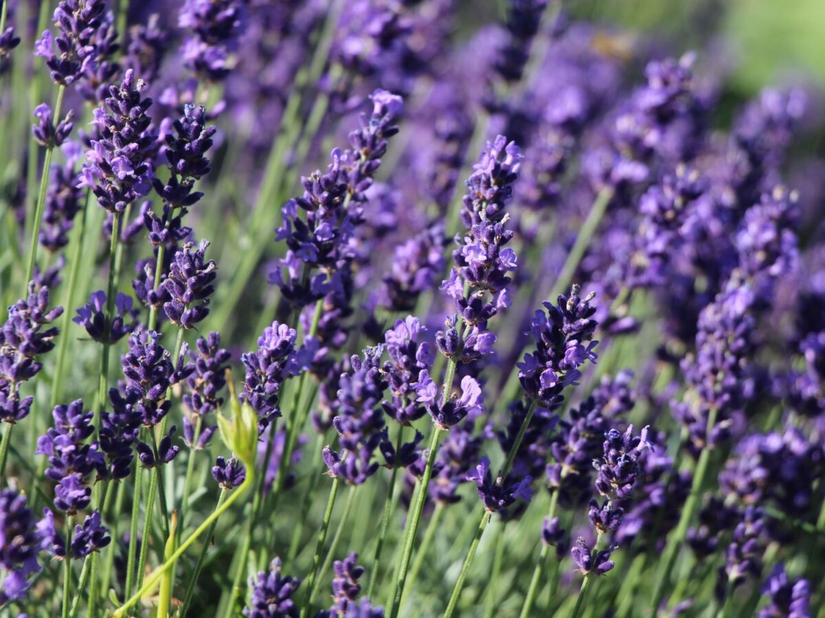 Lavandula angustifolia 'Hidcote' - Image 1
