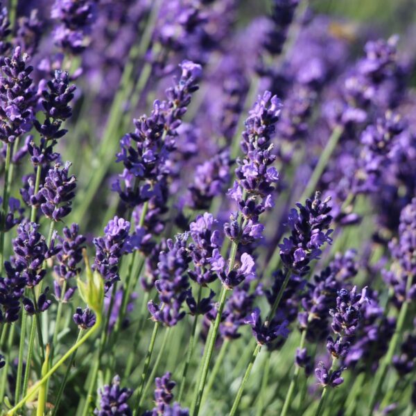 Lavandula angustifolia 'Hidcote'