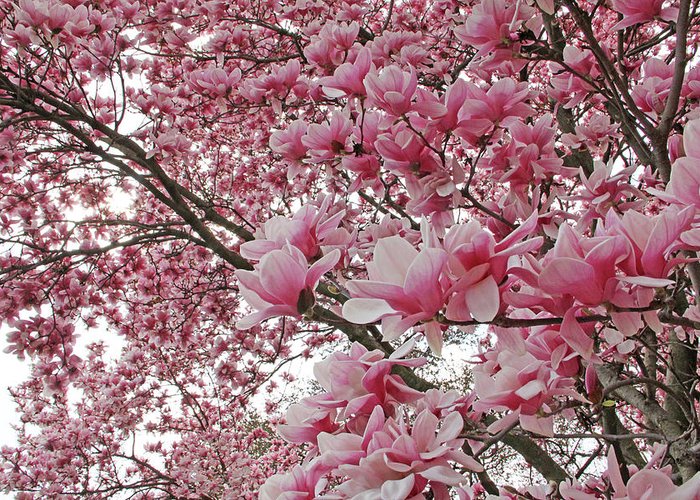 Magnolia 'Pink Beauty' - magnolia beauty becky lodes