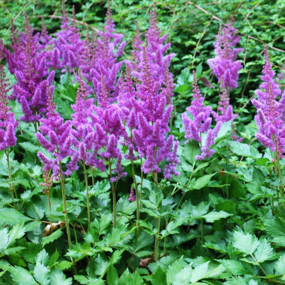 Astilbe chinensis Maggie Daley - Zahradní centrum "Strakovo" s.r.o.