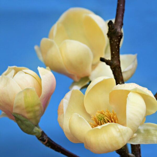 Magnolia 'Honey Tulip' 100–120 cm