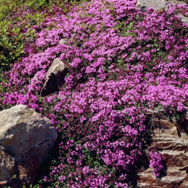 Thymus praecox 'Red Carpet'