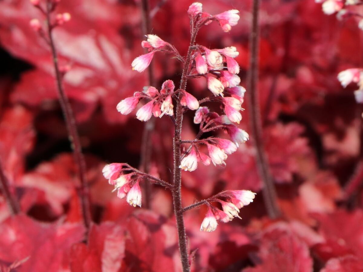 Heuchera 'Fire Chief' - Image 1