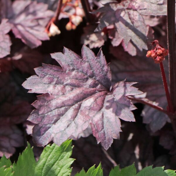 Heuchera 'Shanghai'