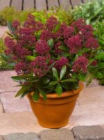 Skimmia japonica 'Rubesta'® - Image 2