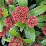 Skimmia japonica 'Rubesta'® - Image 4