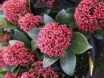 Skimmia japonica 'Rubesta'® - Image 3