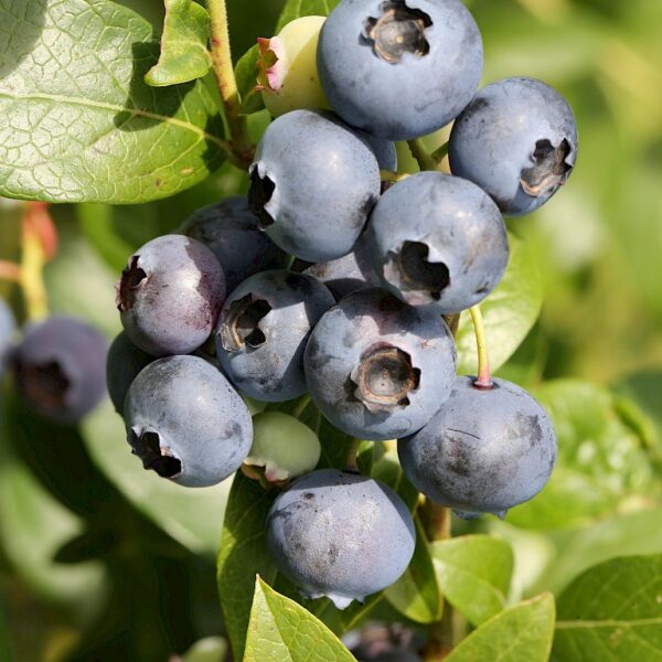 Vaccinium corymbosum 'Sierra'